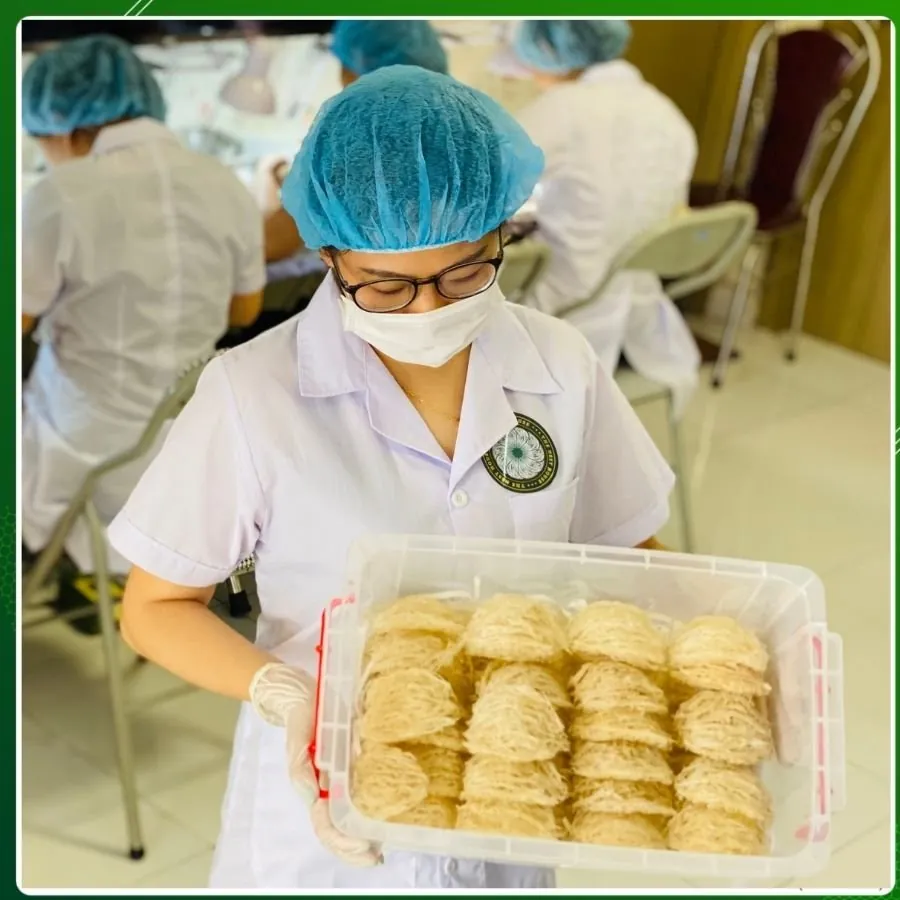 Công đoạn nhặt lông tổ yến thủ công tại xưởng The Nest House