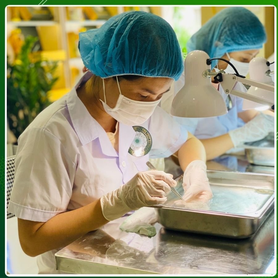 Nhân viên xưởng The Nest House rút lông tổ yến bằng nhíp thủ công